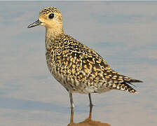 Pacific Golden Plover