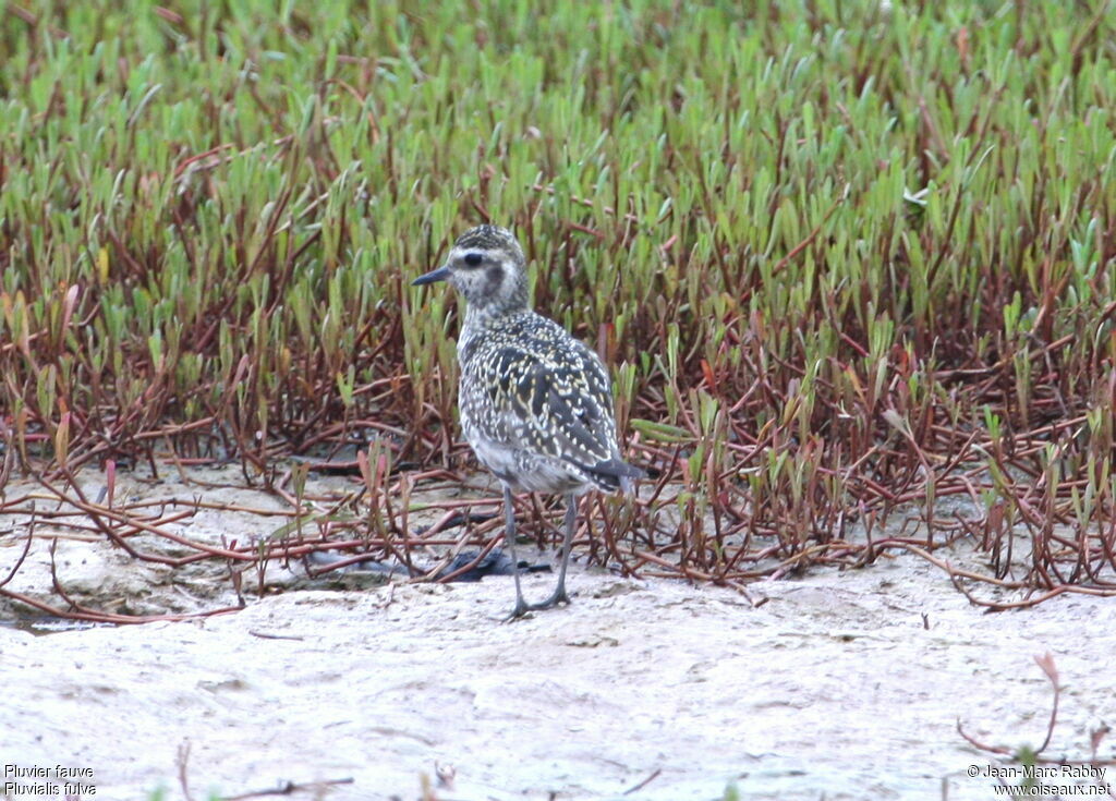 Pacific Golden Plover, identification