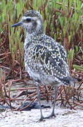 Pacific Golden Plover