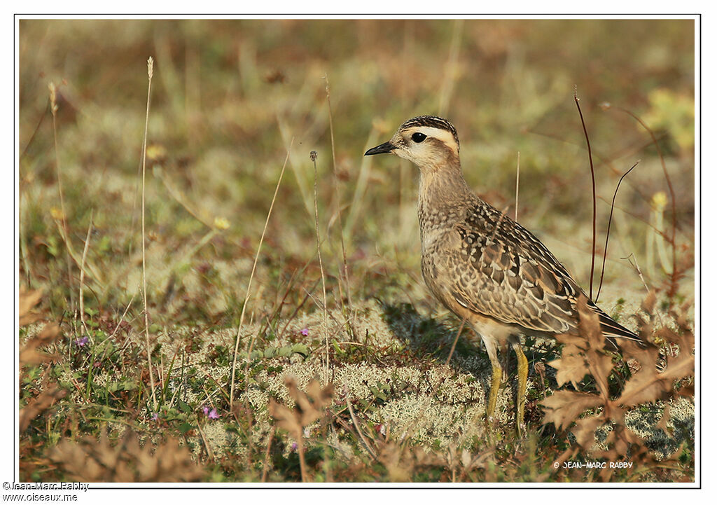 Pluvier guignard, identification