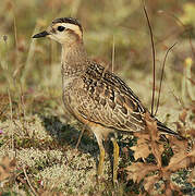 Eurasian Dotterel