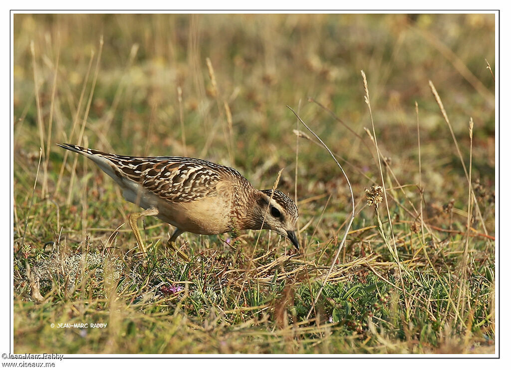 Pluvier guignard, identification