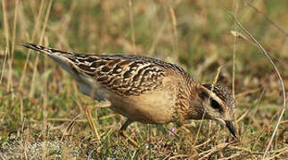 Eurasian Dotterel