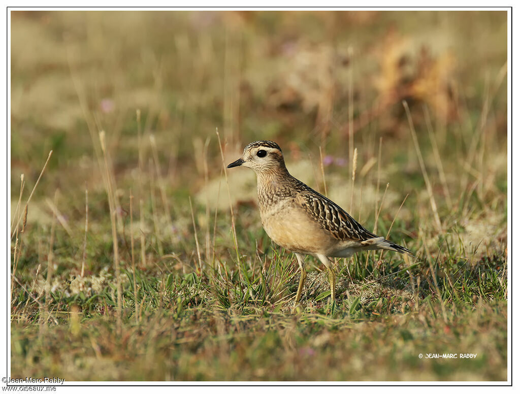 Pluvier guignard, identification