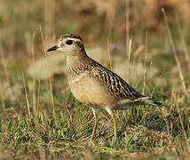 Eurasian Dotterel