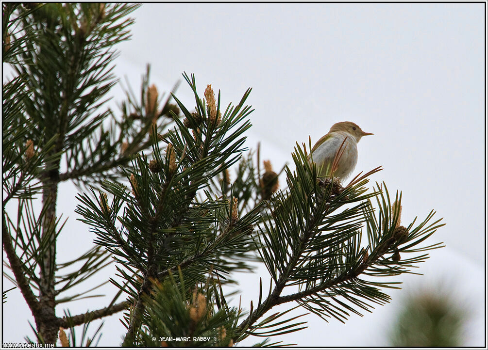 Pouillot de Bonelli, identification