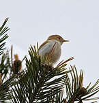 Pouillot de Bonelli