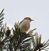Pouillot de Bonelli