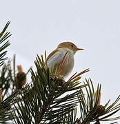 Western Bonelli's Warbler