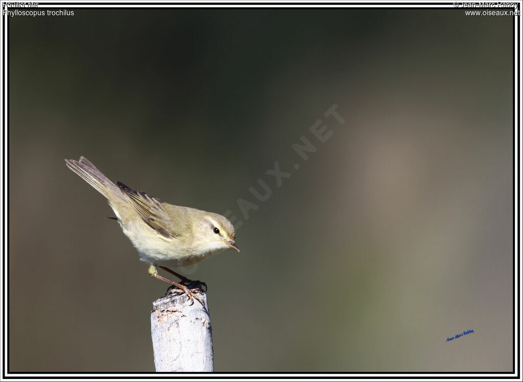 Willow Warbler, identification