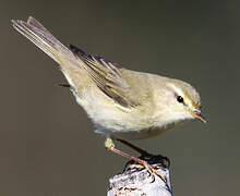 Willow Warbler