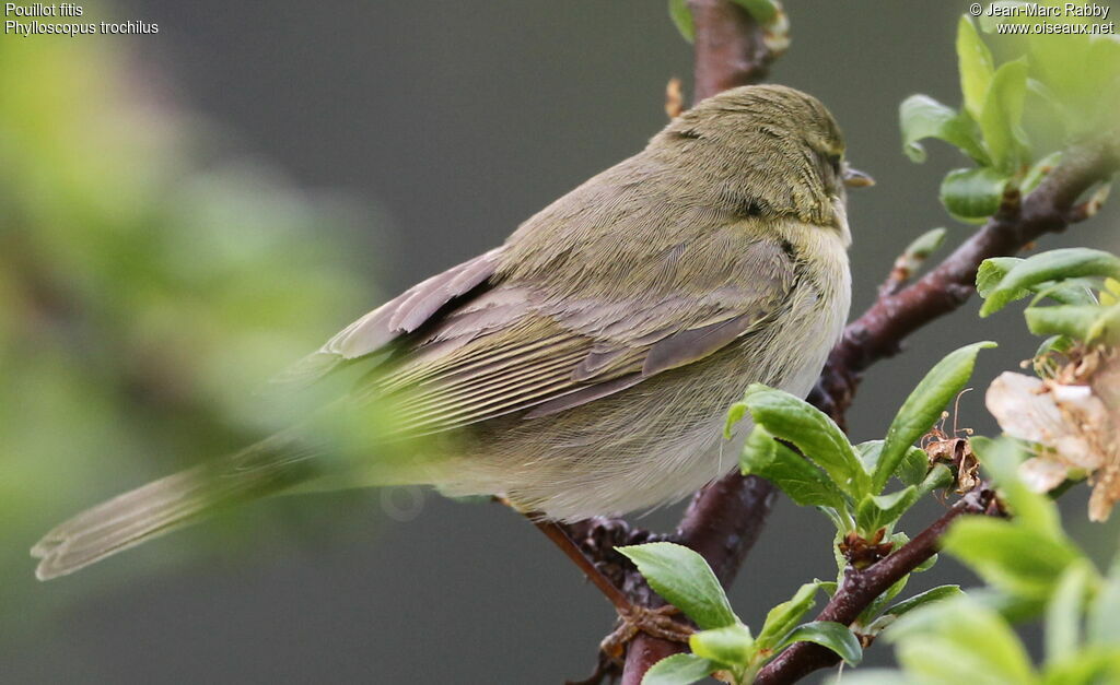 Pouillot fitis, identification