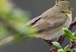 Willow Warbler