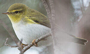 Wood Warbler