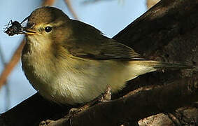 Common Chiffchaff