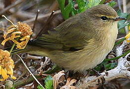 Common Chiffchaff