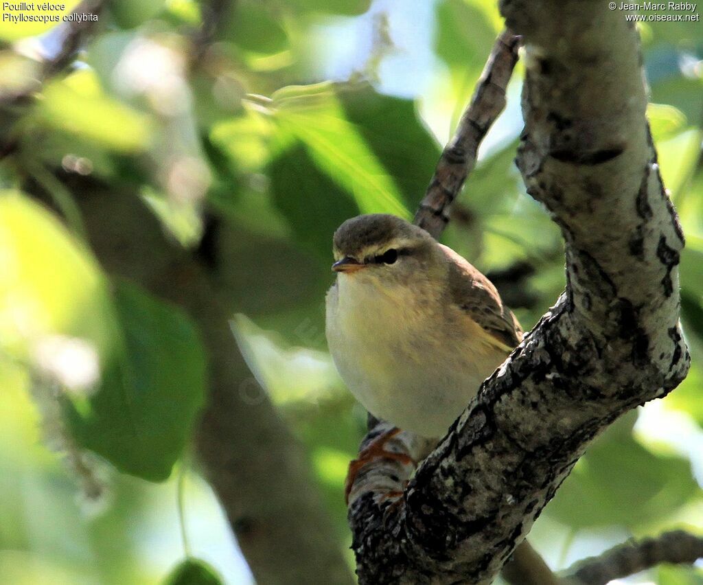 Common Chiffchaff, identification