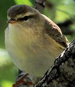 Common Chiffchaff