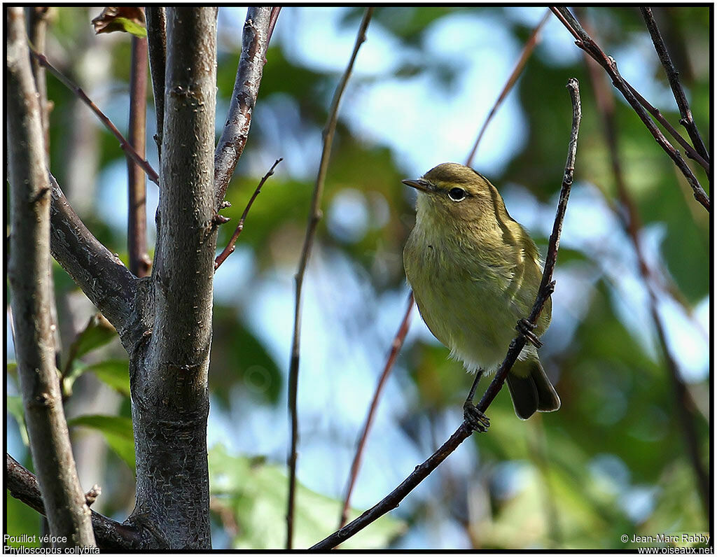 Common Chiffchaff, identification