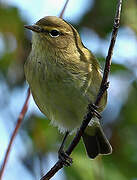 Common Chiffchaff