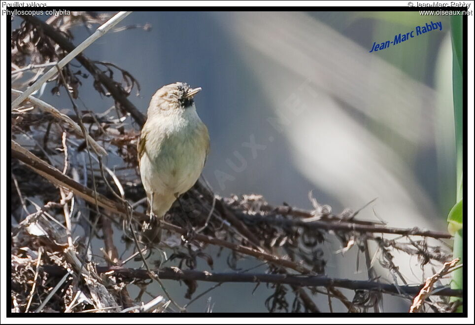 Common Chiffchaff, identification