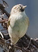 Common Chiffchaff