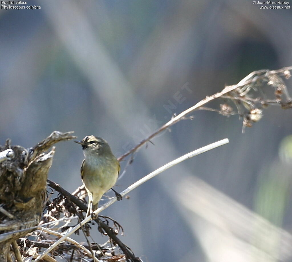 Common Chiffchaff, identification