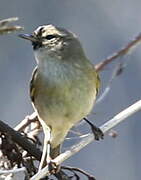 Common Chiffchaff