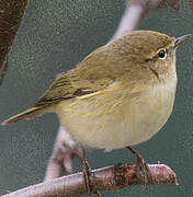 Common Chiffchaff