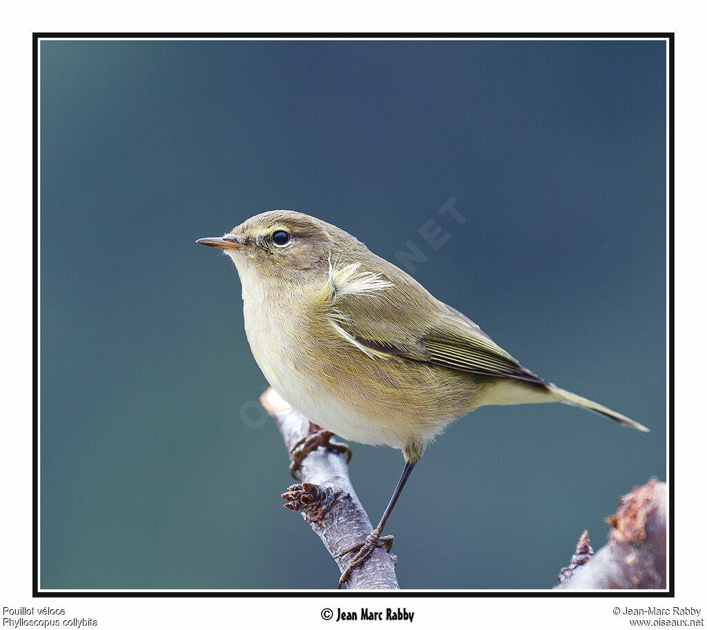 Pouillot véloce, identification