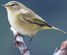 Common Chiffchaff