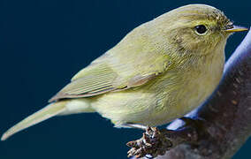 Common Chiffchaff