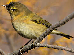 Common Chiffchaff