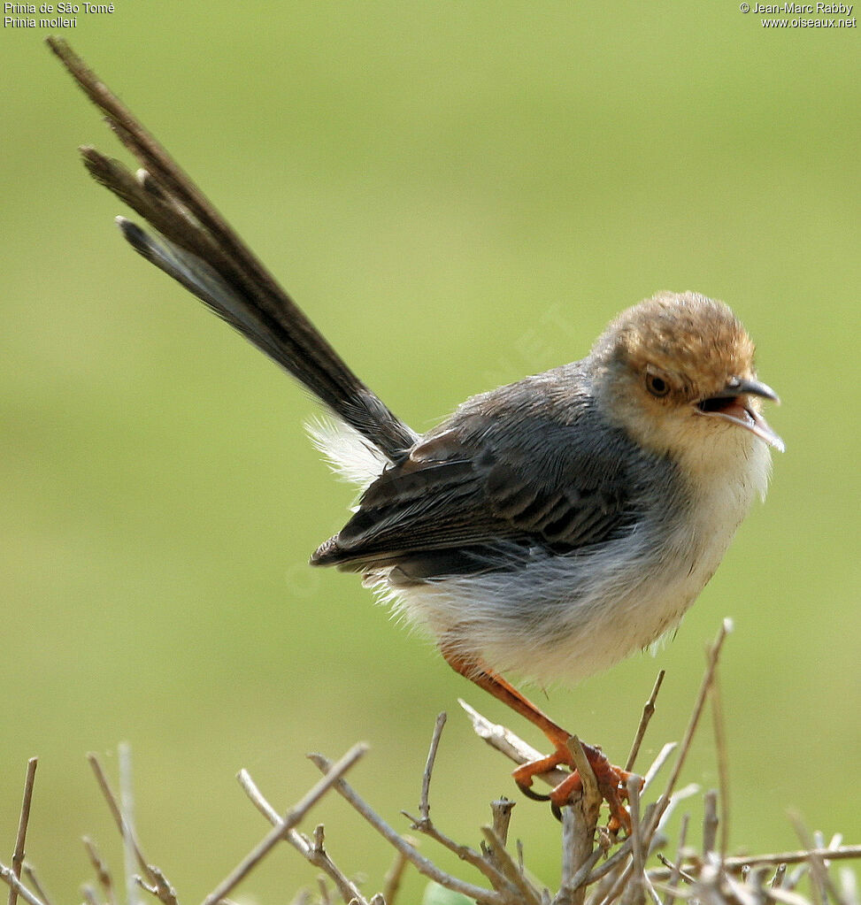 Prinia de São Tomé