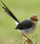 Prinia de São Tomé