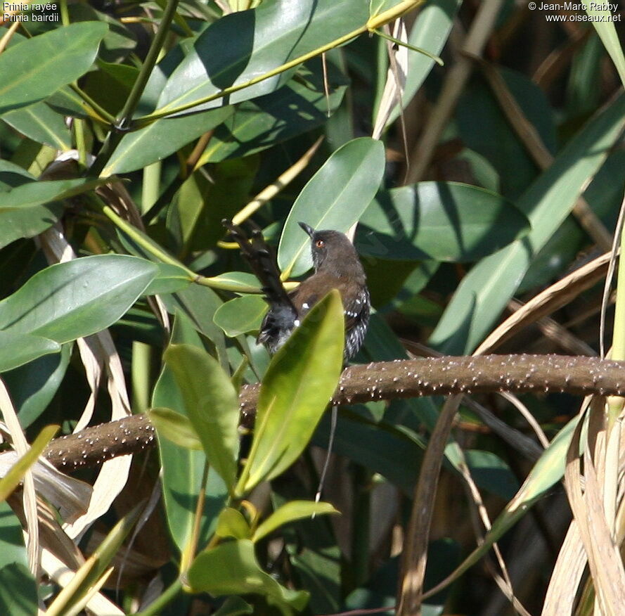 Banded Prinia