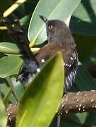 Banded Prinia