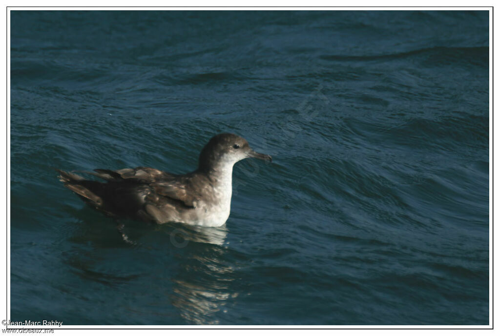 Balearic Shearwater, identification