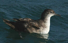 Balearic Shearwater