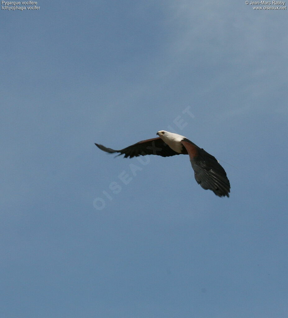 African Fish Eagle, Flight