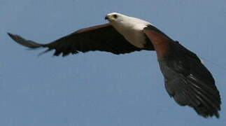 African Fish Eagle