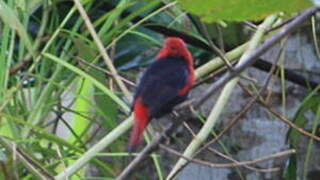 Black-bellied Seedcracker