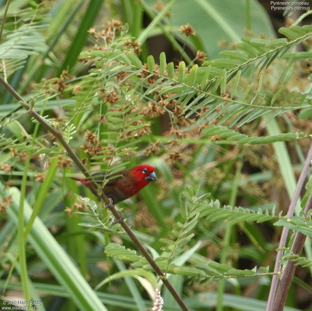 Black-bellied Seedcracker female