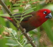 Black-bellied Seedcracker