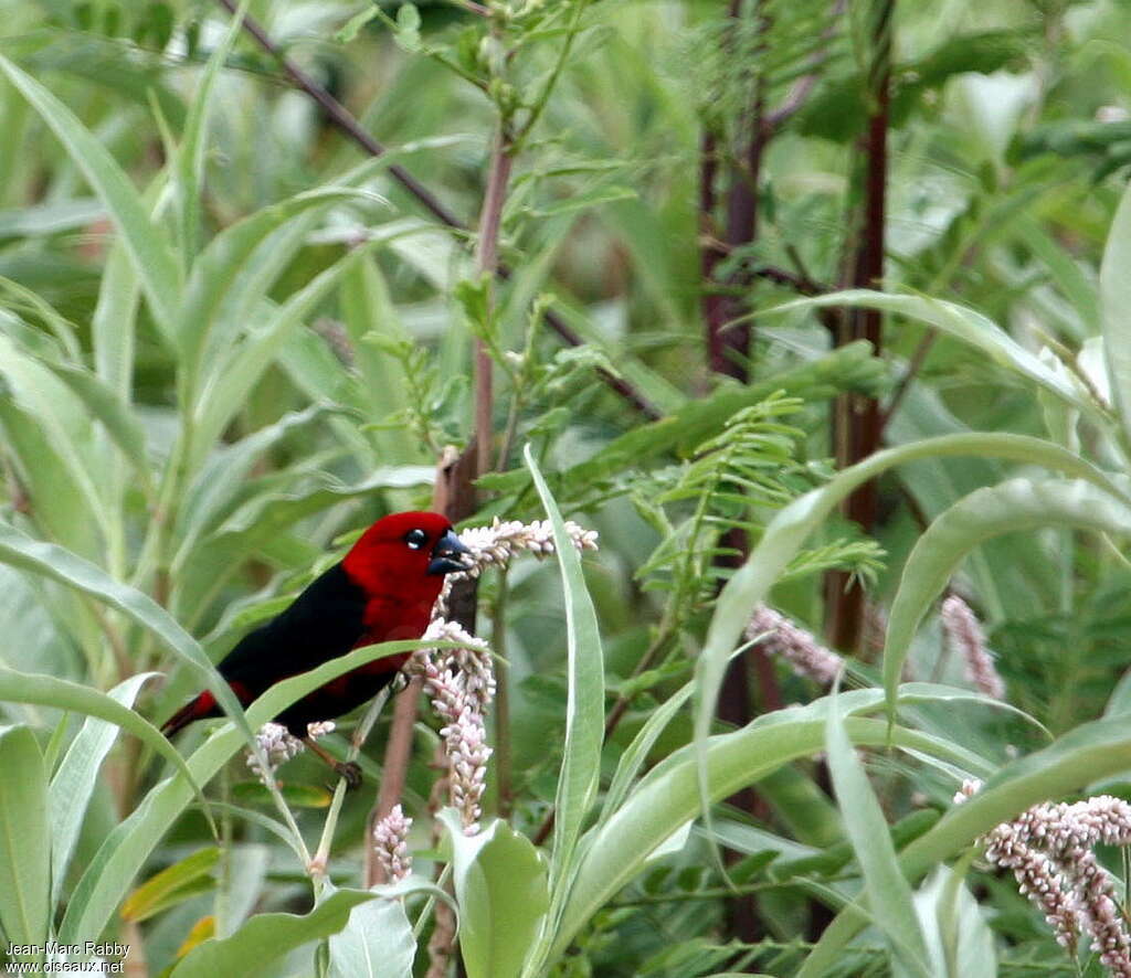 Black-bellied Seedcracker male, identification