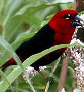 Black-bellied Seedcracker