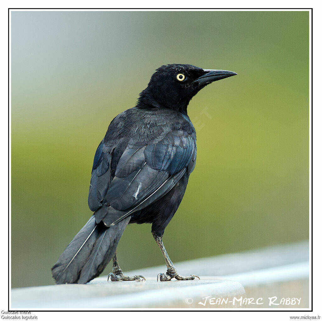 Carib Grackle, identification