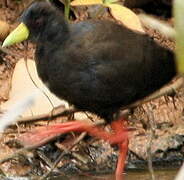 Black Crake