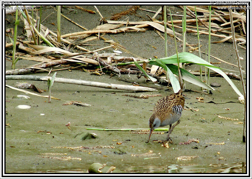 Râle d'eau, identification