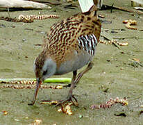 Water Rail